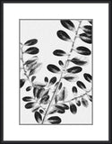 Inky Fern in Black IV