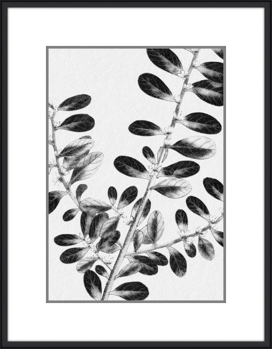 Inky Fern in Black IV