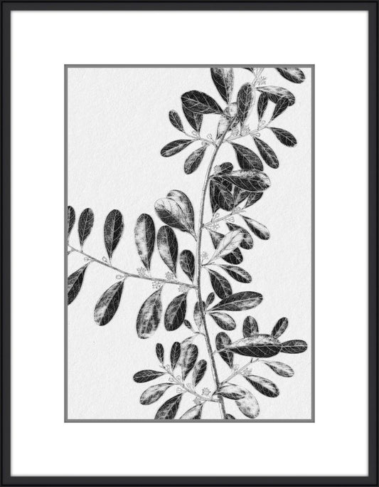 Inky Fern in Black III