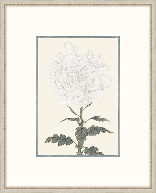 Asian  White  Flowers IV