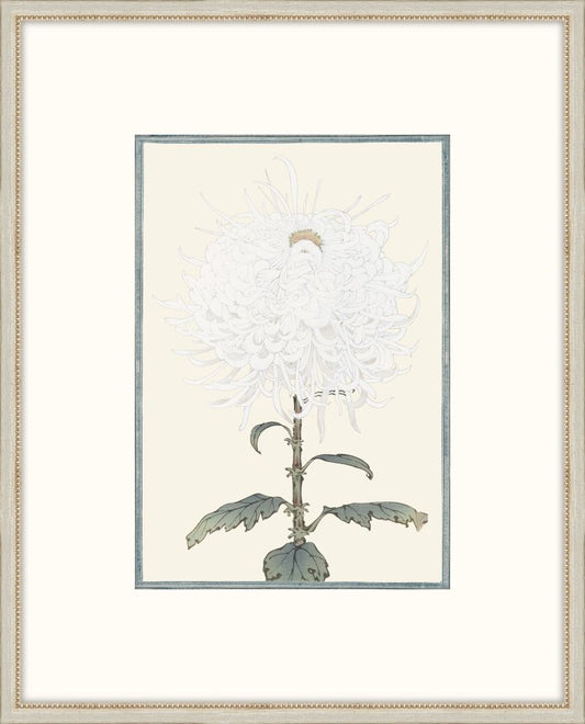 Asian  White  Flowers VI