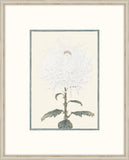 Asian  White  Flowers VI