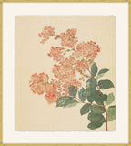 Hydrangea in Coral