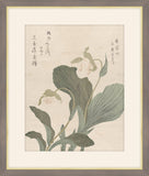 Hotei Flowers