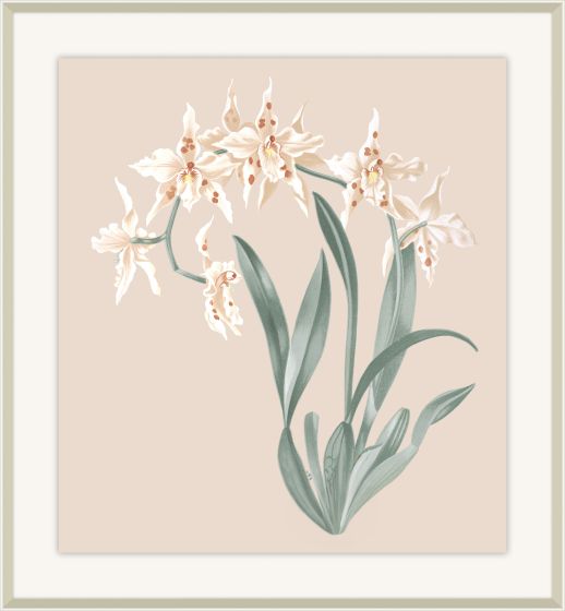 Beautiful Orchid III