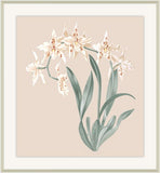 Beautiful Orchid III