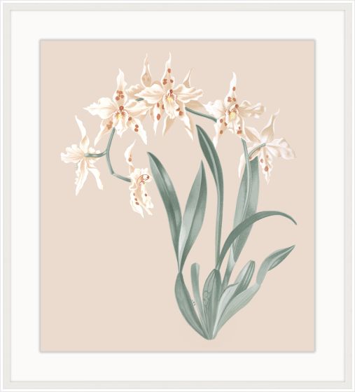 Beautiful Orchid Petite II