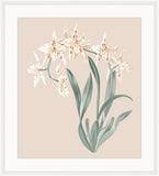 Beautiful Orchid Petite II