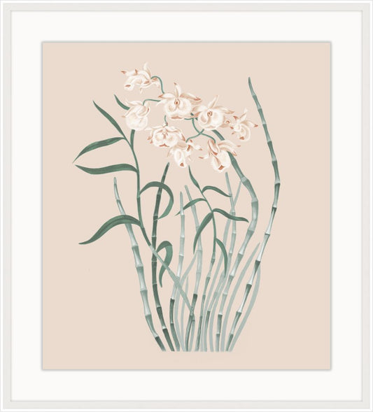 Beautiful Orchid Petite IV