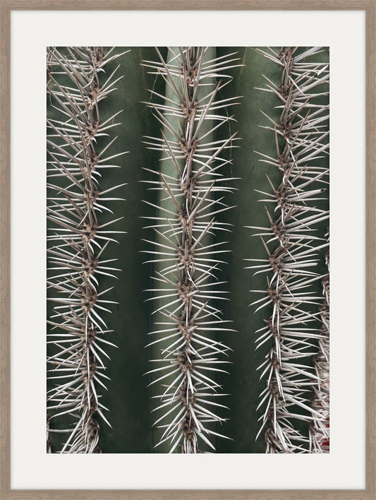 Cactus Study I