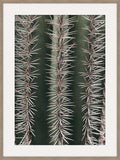 Cactus Study I