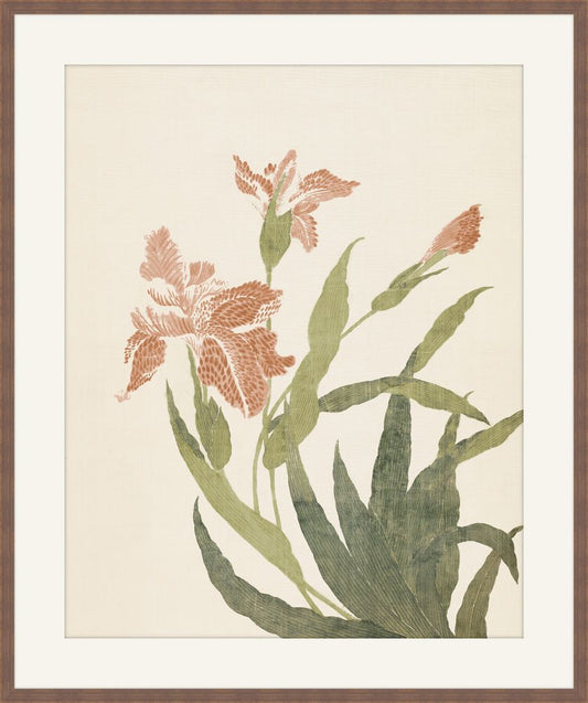 Coral Irises  I