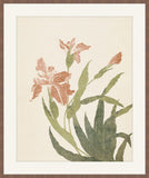 Coral Irises  I