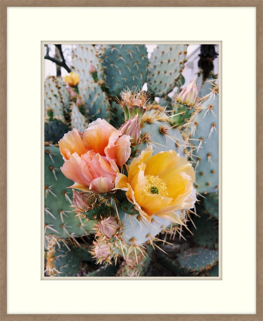 Blooming Opuntia Cactus I