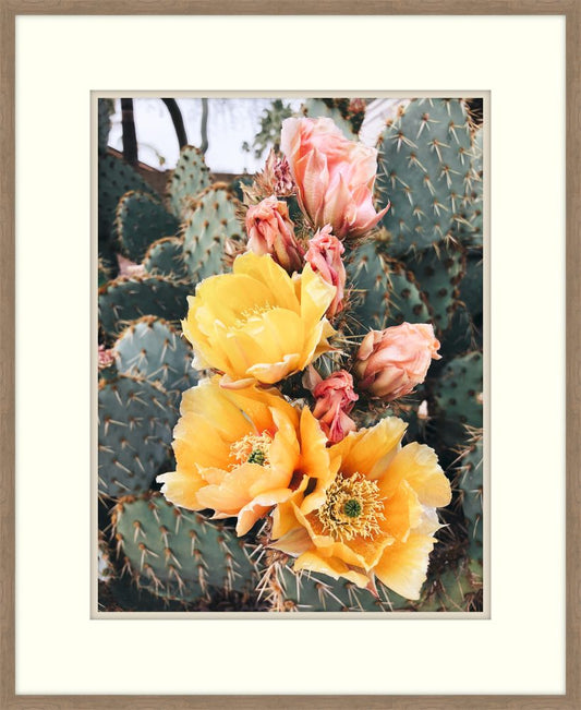 Blooming Opuntia Cactus II