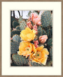 Blooming Opuntia Cactus II