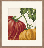 Love Apples (tomatoes)