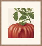 Big Red Tomatoe