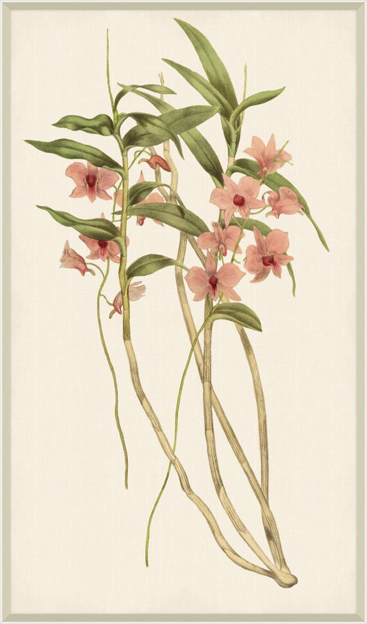 Orchid on Linen I