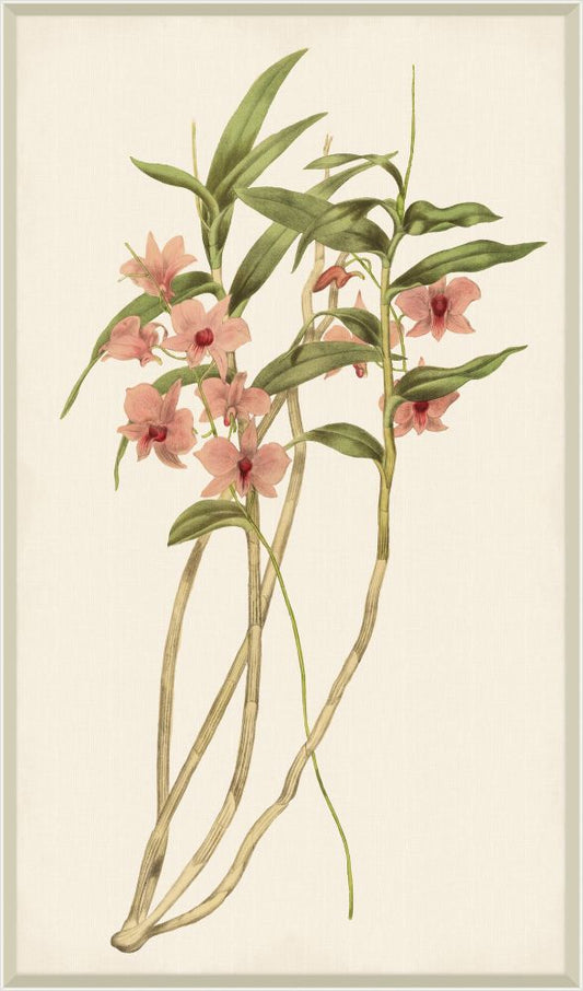 Orchid on Linen II