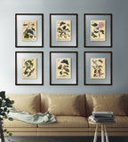 Botanical Postage VI