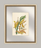 Pretty Botanical in Glass I