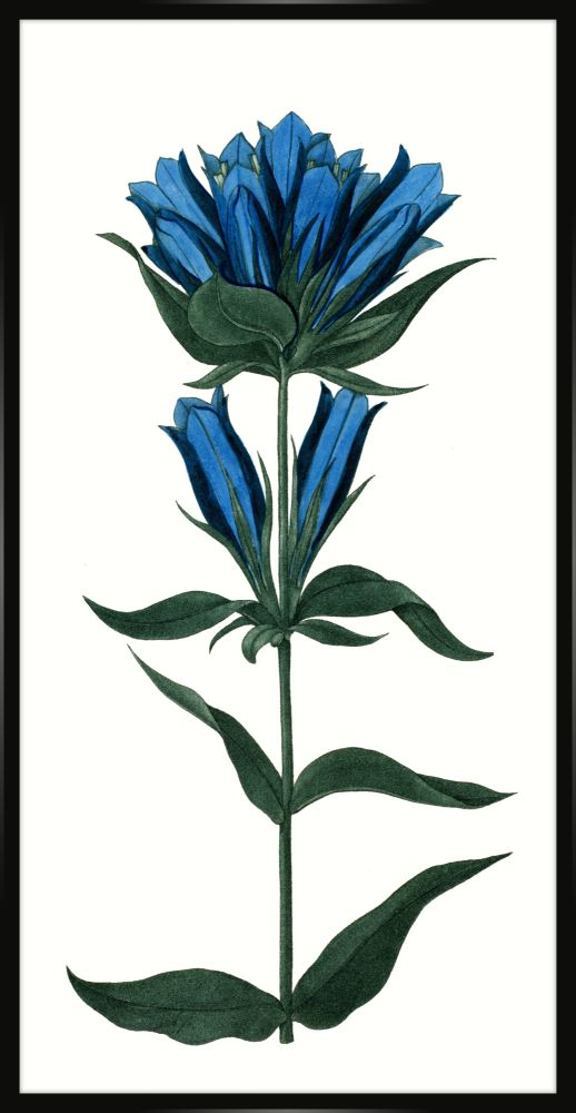 Bigelow's Blue Gentian