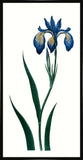 Bigelow's Blue Iris