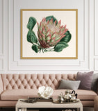 Pink Protea I