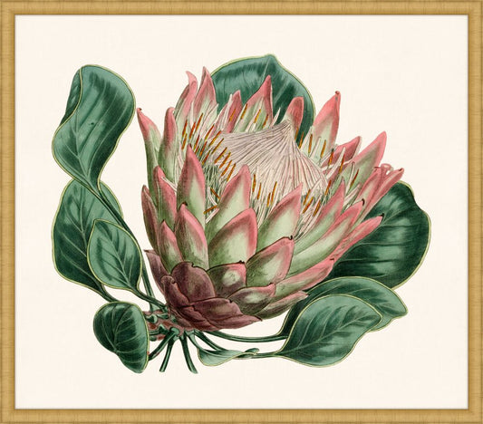 Pink Protea I
