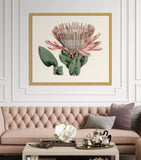 Pink Protea II