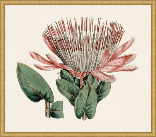 Pink Protea II