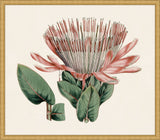 Pink Protea II