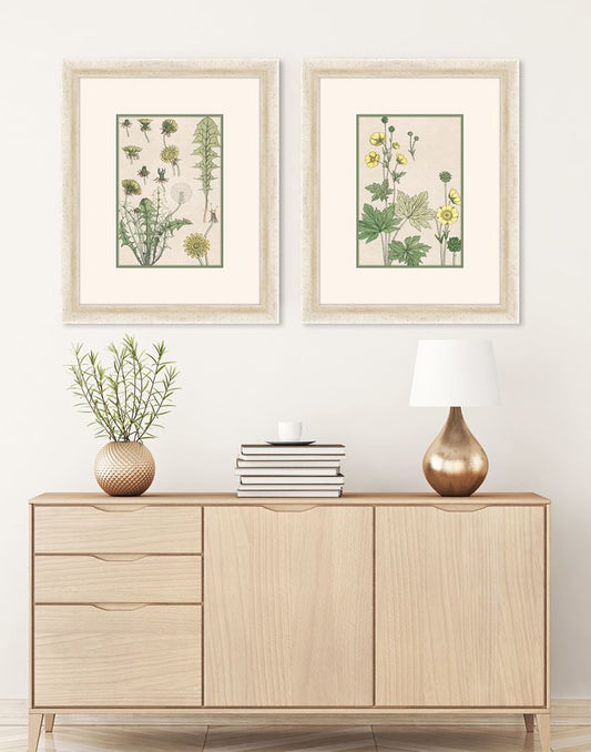 Verneuil Flowers, 1896 I