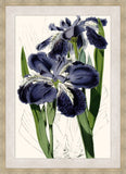 Wall Iris I