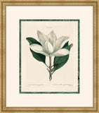 Magnolia Grandi Flora