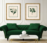 Magnolia Grandi Flora