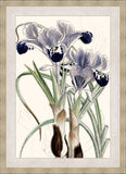 Wall Iris II
