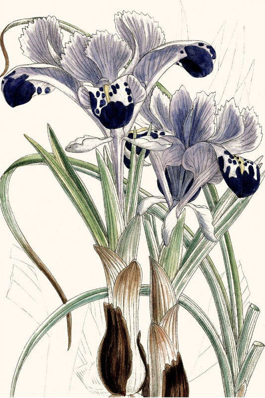 Wall Iris II Boxed Canvas