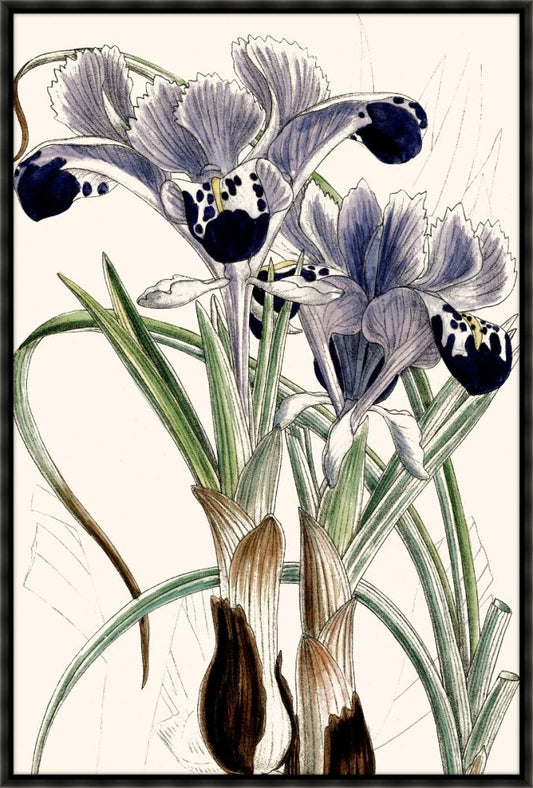 Wall Iris II Canvas