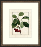 Redoute Cherries I