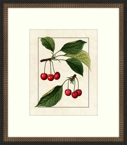 Redoute Cherries II