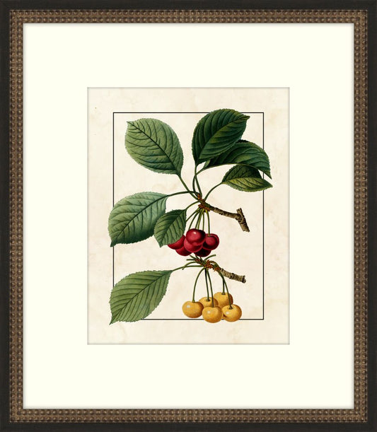 Redoute Cherries III
