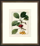 Redoute Cherries III