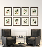 Redoute Cherries  VI