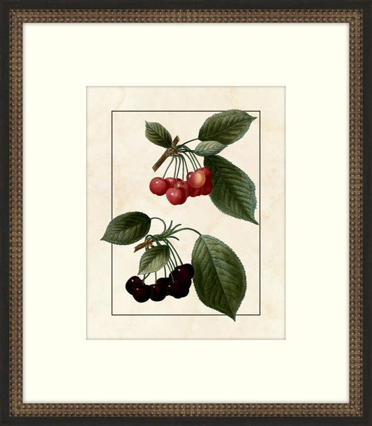 Redoute Cherries  VI