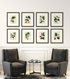 Redoute Cherries  VII