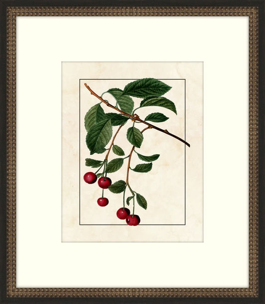 Redoute Cherries  VII
