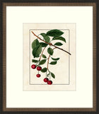 Redoute Cherries  VII