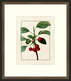 Redoute Cherries  VIII